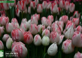 Tulipa Ranomi ® (2)